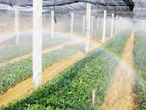 Seedling micro spray